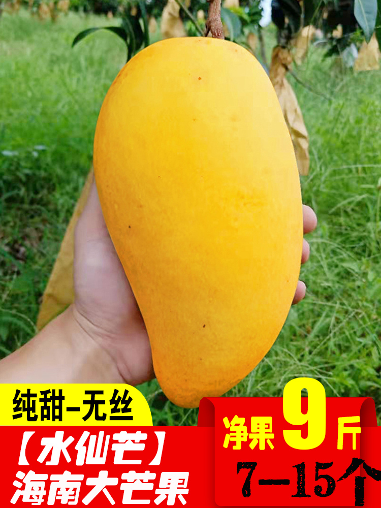 晨洁旗舰店海南金煌芒 黄皮中大芒果水仙大果三亚9斤新鲜包邮100