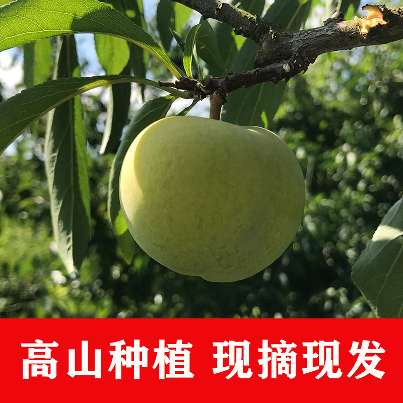 晨洁旗舰店5斤精品大果 四川李子新鲜水果青脆脱骨李脆甜当季孕妇1