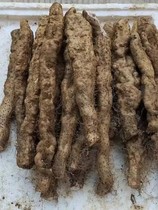 Jiangxi Jiujiang Richang Nanyang Yam Origin Straight Hair Longton Not Rotten And Non-Paste And Self-Sold Yam Head