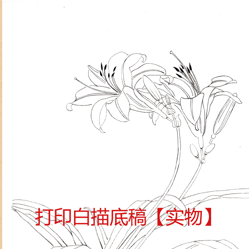 工笔画底稿工笔萱花百合花小品白描8#打印稿宣纸稿学习临摹-图1