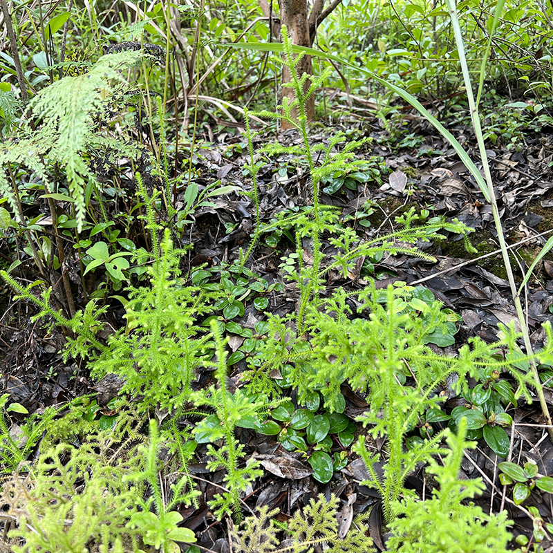 深山伸筋草新鲜采晒500g立筋草舒筋草小伸筋草泡酒无硫全株带根干-图2