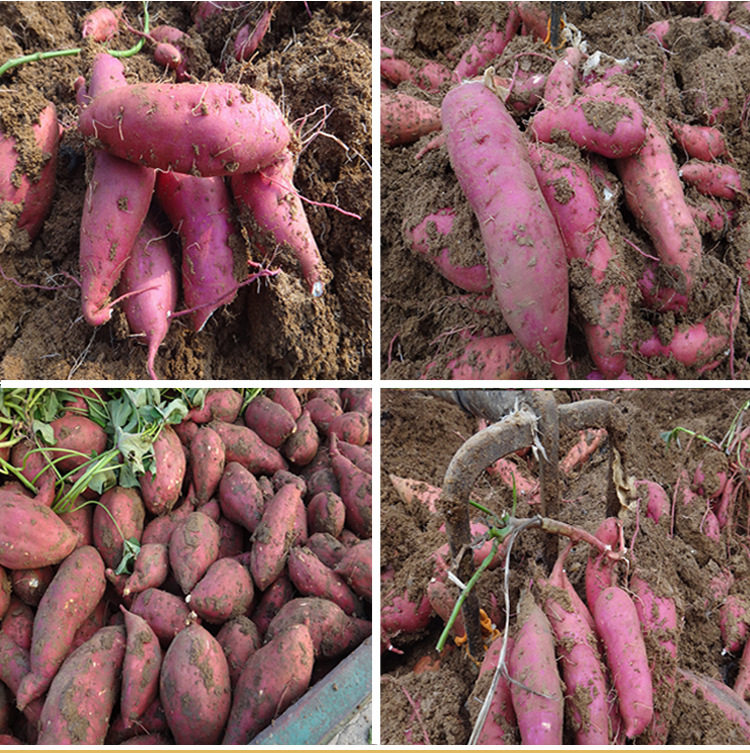 2020年白心新鲜带箱10斤小白芯白薯 果缘芬番薯