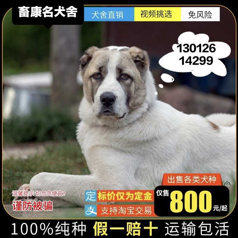 Pen Pal Pear Gradually 超大型犬用品 Life Box Jp