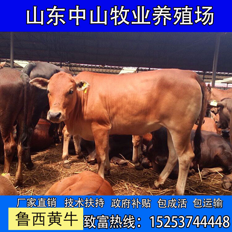 活体肉牛犊小牛鲁西黄牛犊活牛出售牛苗3-6个月西门塔尔养殖资料-图0