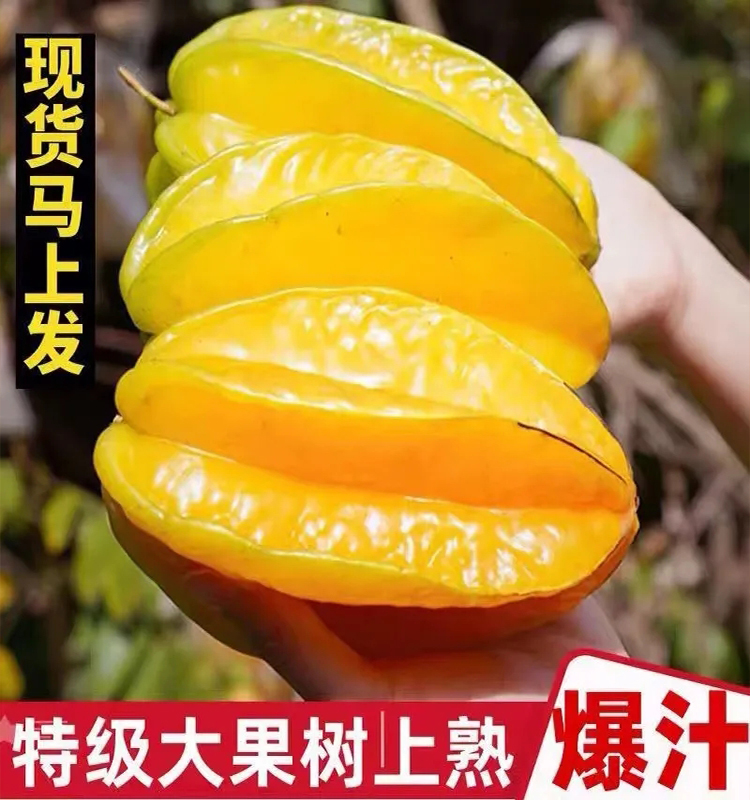 杨桃新鲜水果现摘福建5斤热带孕妇当季整箱包邮酸甜红扬桃鲜洋桃 - 图0