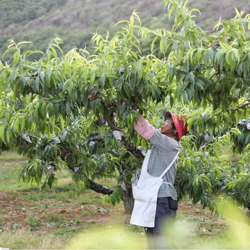 桃子专用袋水蜜桃袋子桃树套袋桃子防虫保护袋桃子套果的袋子-图2