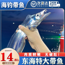 With fish East Sea Fresh alive whole sea fishing with fish net weight 5 catty small eye with fish frozen non-knife fish with fish section