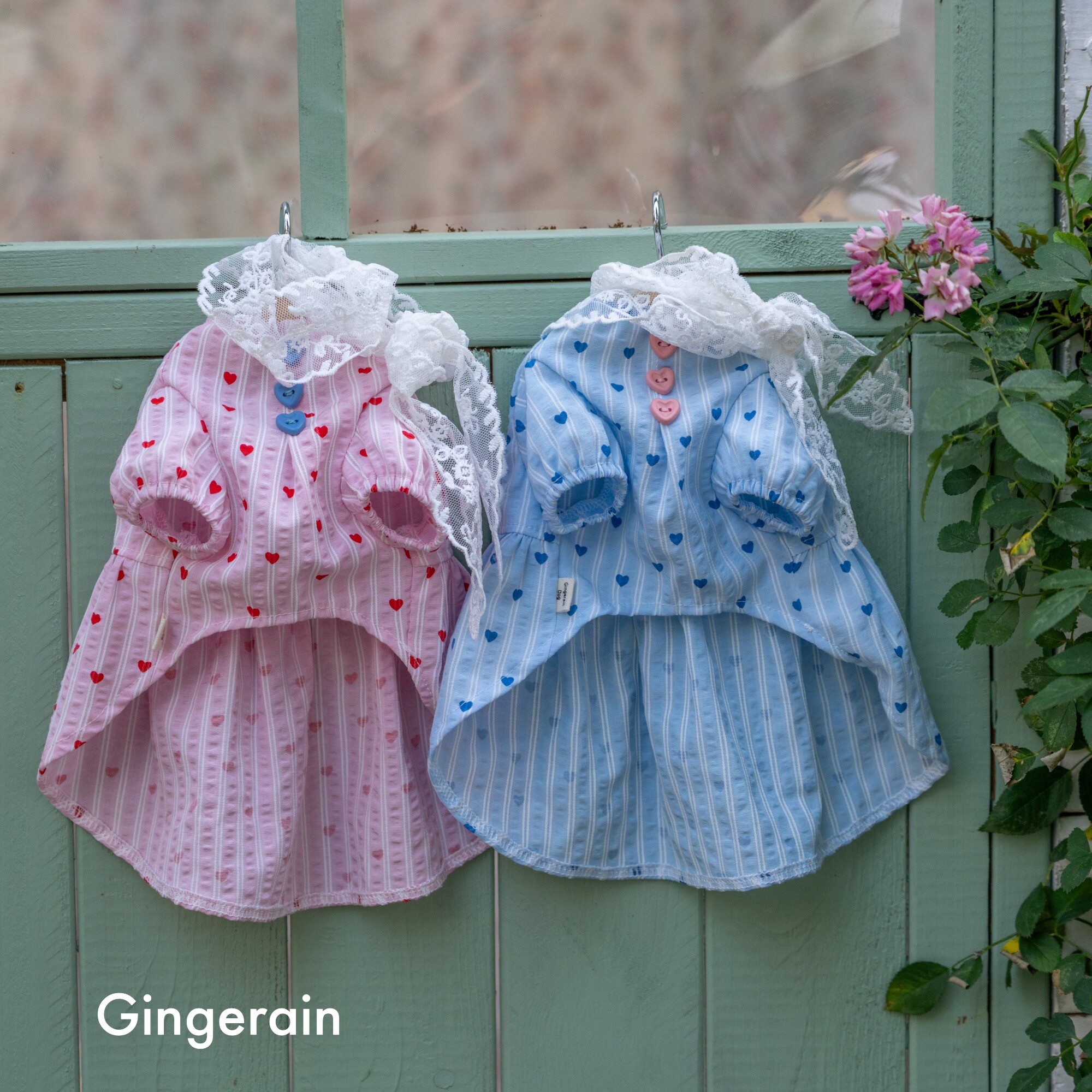 GINGERAIN 蕾丝仙女娃娃衫马尔济斯比熊约克夏天透气衬衫连衣裙,淘宝优惠券,粉丝福利购,淘宝优惠卷