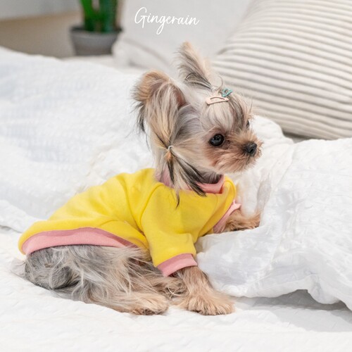 GINGERAIN 面料超级好!小型犬衣服马尔济斯约克夏保暖撞色棉T恤 - 图3