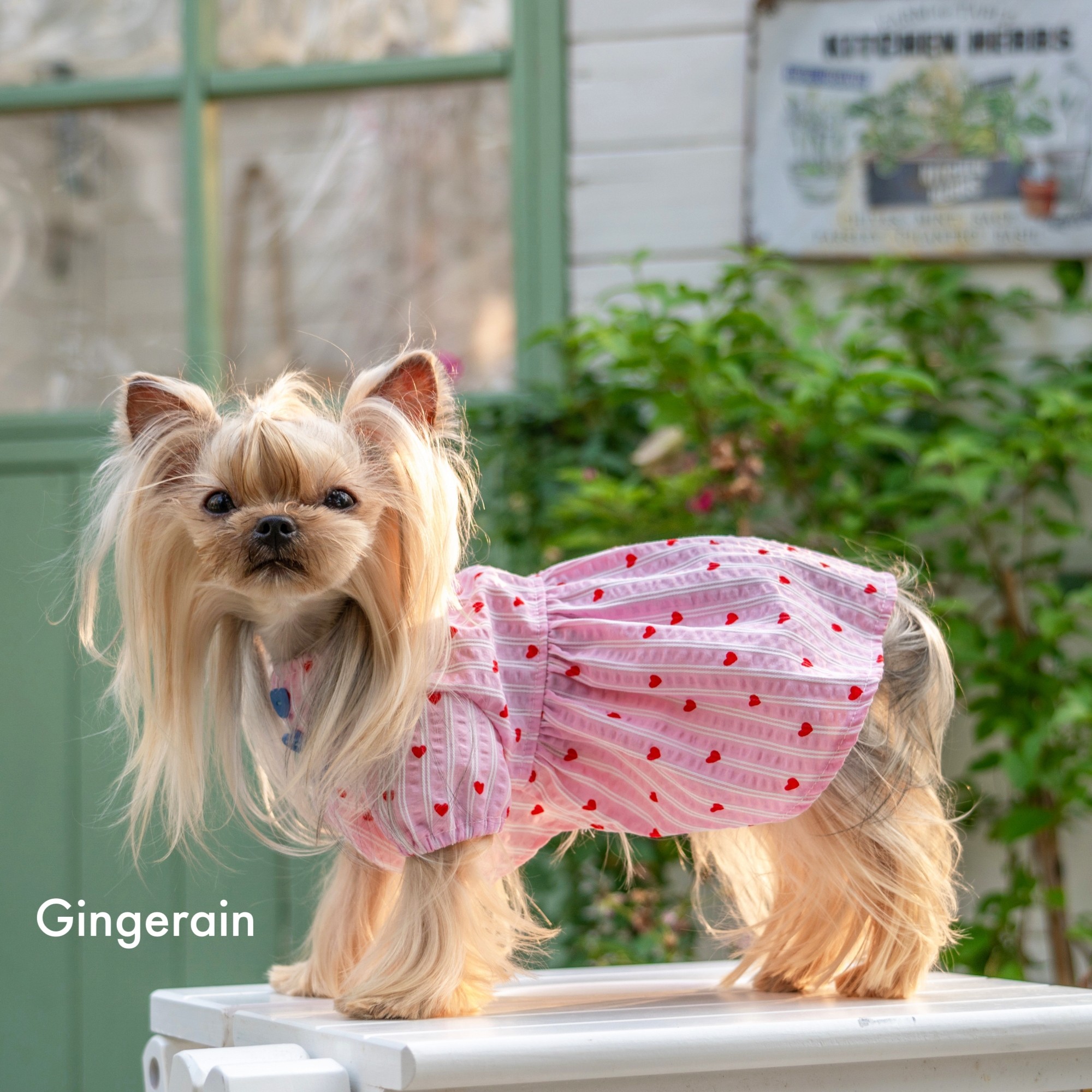 GINGERAIN 蕾丝仙女娃娃衫马尔济斯比熊约克夏天透气衬衫连衣裙,淘宝优惠券,粉丝福利购,淘宝优惠卷