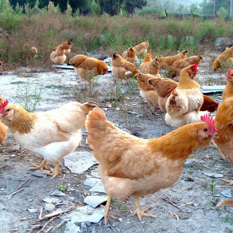 纯种三黄鸡种蛋可孵化小鸡高受精率现捡现发破损包赔10包邮宠物鸡,淘宝优惠券,粉丝福利购,淘宝优惠卷