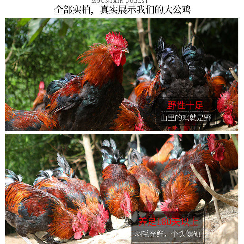 农家散养土鸡受精种蛋可孵化小鸡种蛋受精蛋青脚红玉九斤红宠物鸡,淘宝优惠券,粉丝福利购,淘宝优惠卷