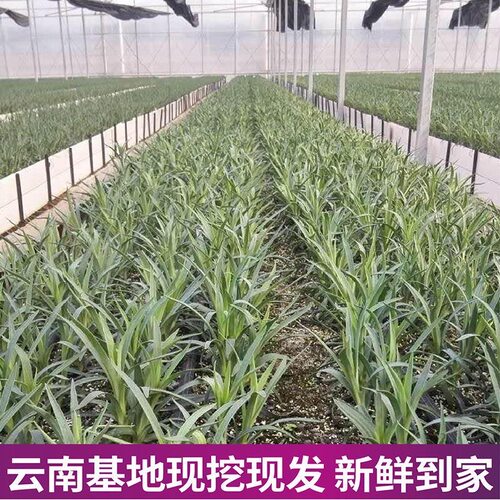 云南基地康乃馨花苗10棵重瓣大花鲜切花阳台盆栽室内易活花卉 - 图2