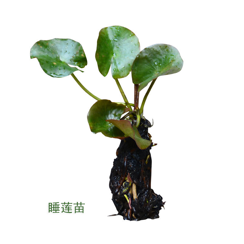 大睡莲根块碗莲荷花种苗水培植物大睡莲花绿植带芽 带花发货