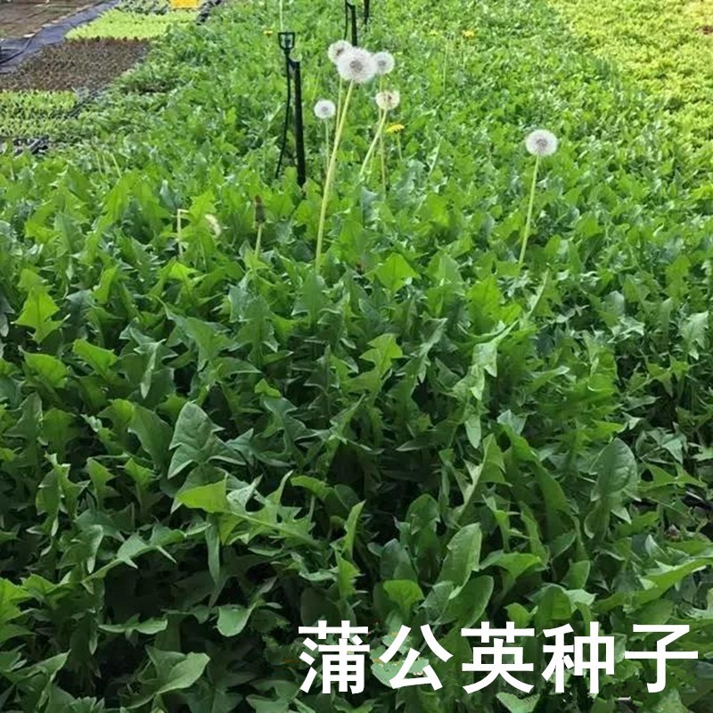 新采蒲公英种子野生婆婆丁种籽多年生野菜四季盆栽药用食用春季播 - 图2