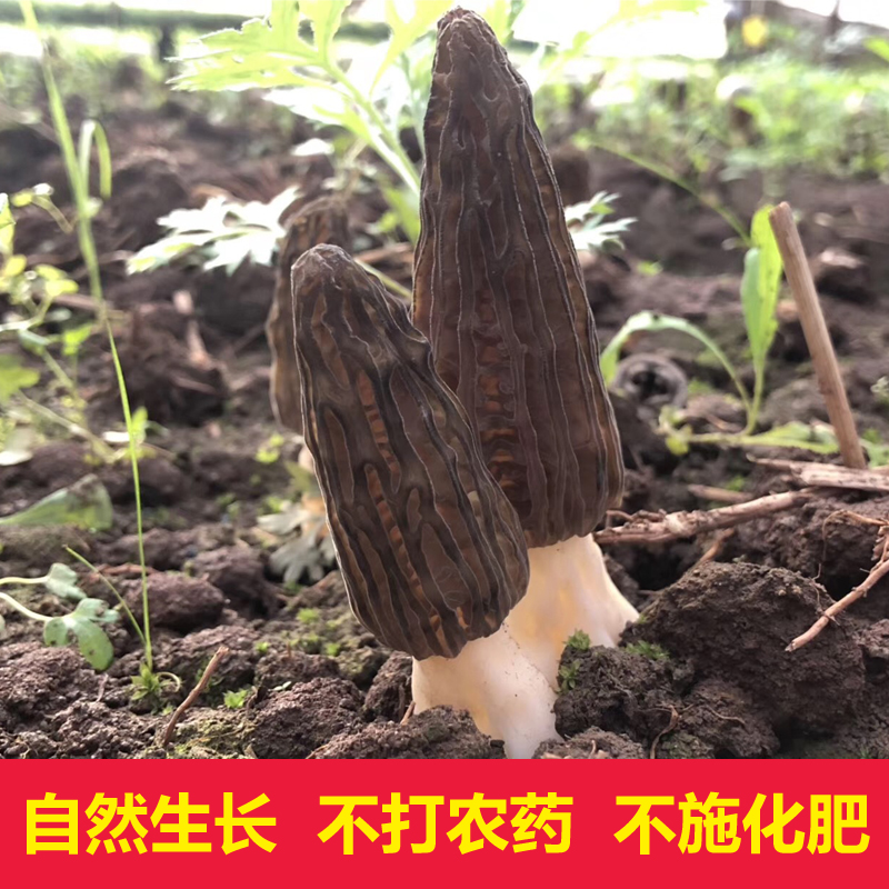 云南特产羊肚菌50g野生菌菇汤包6-8cm