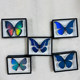 Japanese genuine IKIMON butterfly specimen refrigerator magnet