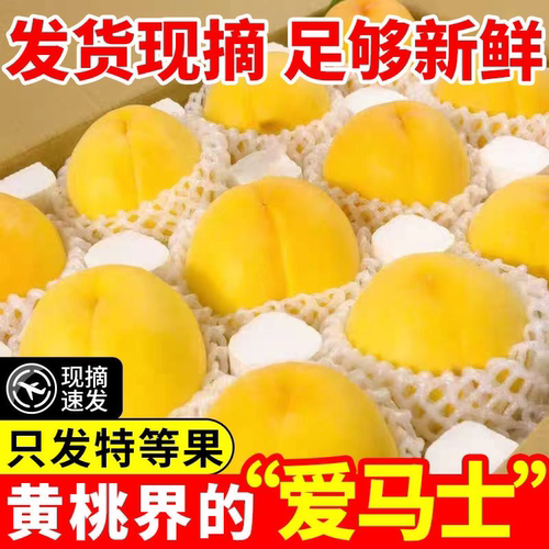 现摘砀山锦绣黄桃香甜多汁水果桃子孕妇脆甜新鲜当季蜜桃农家自种 - 图0