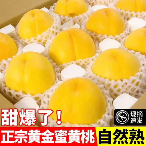 现摘砀山锦绣黄桃香甜多汁水果桃子孕妇脆甜新鲜当季蜜桃农家自种 - 图3