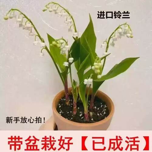 【现货】进口铃兰花苗盆栽浓香型花卉室内外阳台好养活办公桌摆放 - 图0