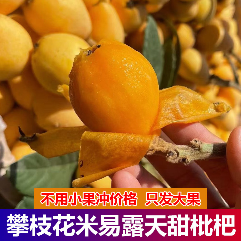 攀枝花米易五星枇杷新鲜5斤大果琵琶果当季现摘纯甜孕妇整箱水果