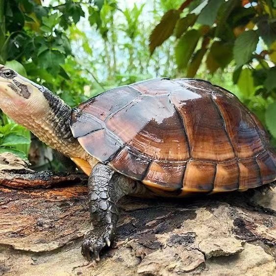 纯种正宗石金钱龟招财黄金乌龟冷水陆地长寿活体宠物龟稀有观赏龟,淘宝优惠券,粉丝福利购,淘宝优惠卷