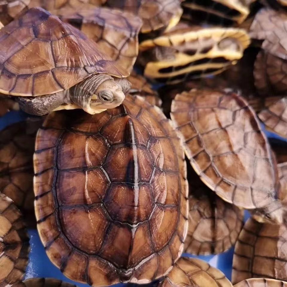 纯种正宗石金钱龟招财黄金乌龟冷水陆地长寿活体宠物龟稀有观赏龟,淘宝优惠券,粉丝福利购,淘宝优惠卷