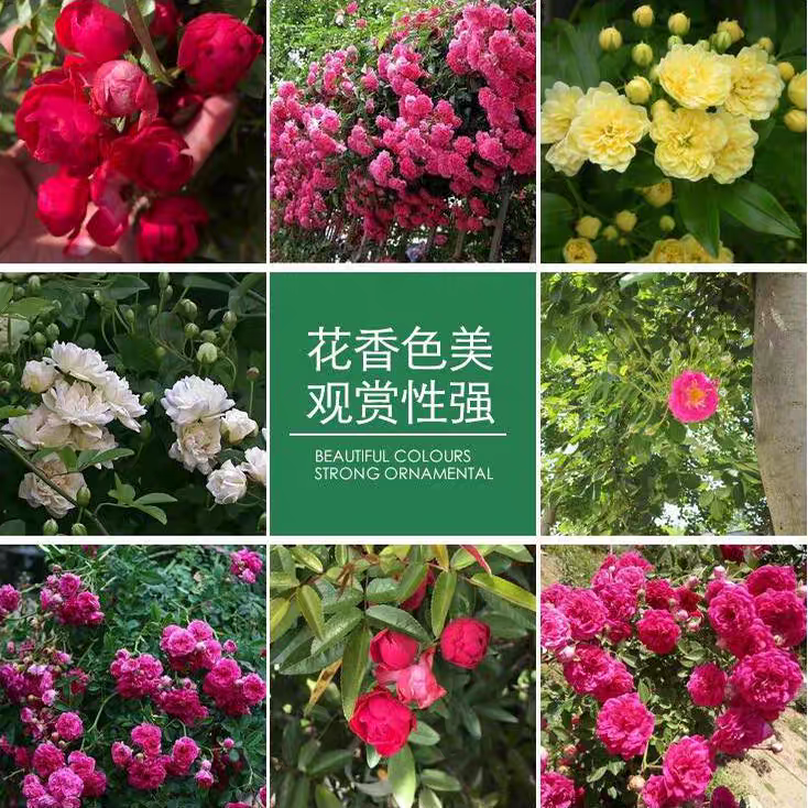 【花期带花】木香花爬藤植物好养阳台庭院耐寒耐晒黄木香花苗盆栽,淘宝优惠券,粉丝福利购,淘宝优惠卷