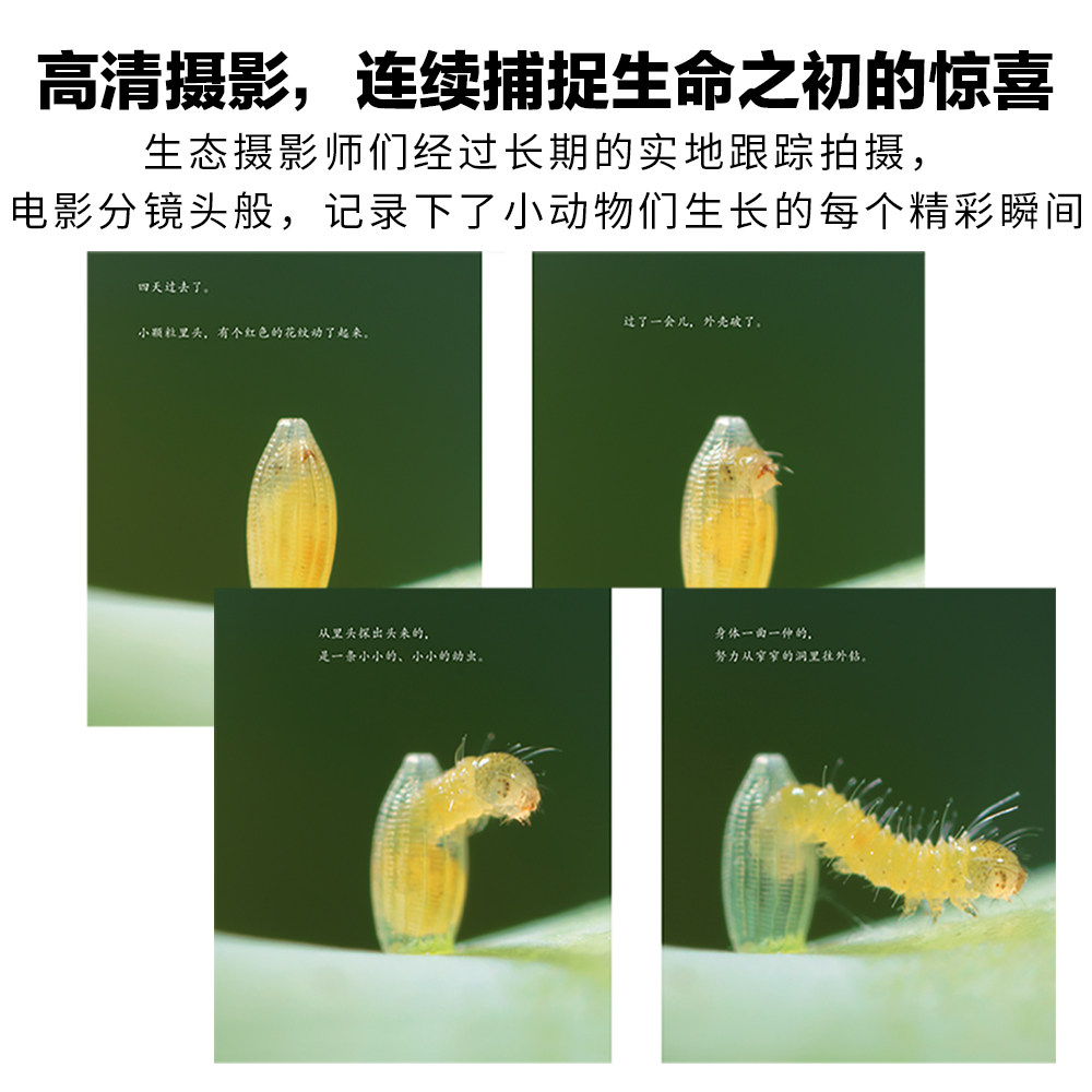 【人民日报推荐】生命的故事 3-6-8岁 礼盒装 儿童少儿昆虫科普百科全书动物世界 生命简史幼儿园儿童图书写真集 获奖经典绘本