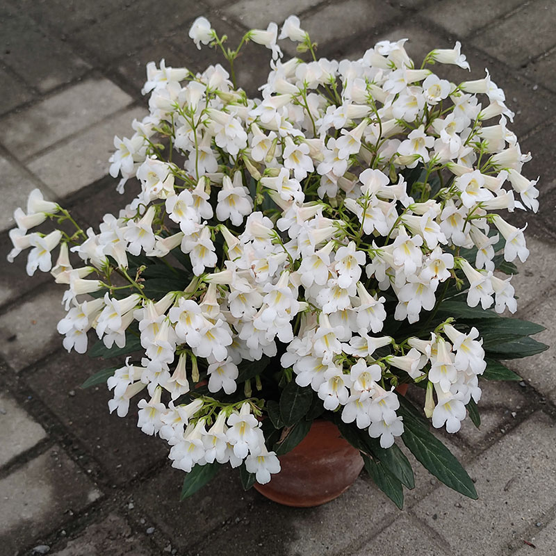 报春苦苣苔白花紫花皮草草本花卉耐阴耐热室内阳台开花植物易爆花 - 图1