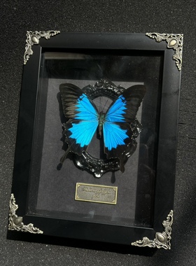 爱神凤蝶蝴蝶标本infp暗黑复古亚文化家居摆件ins小众情侣礼物