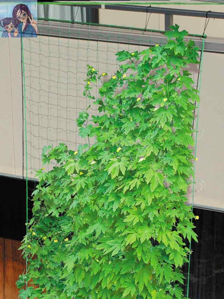 新疆西藏包邮月季爬墙网格植物爬藤网格种植网庭院园艺爬藤网藤类 - 图0