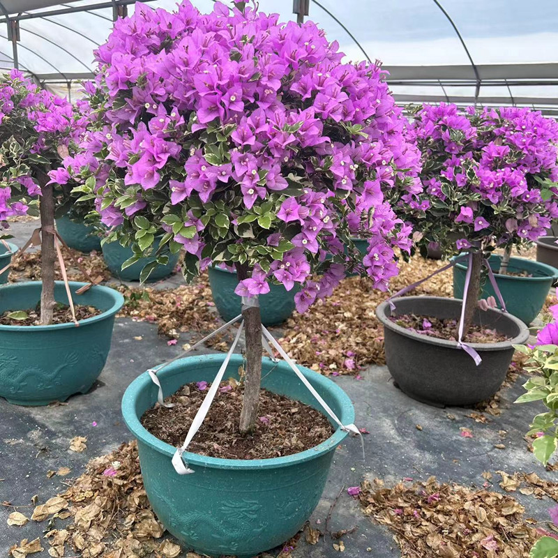 造型棒棒糖花叶紫三角梅盆景绿植花卉四季开花庭院别墅多色三角梅 - 图0