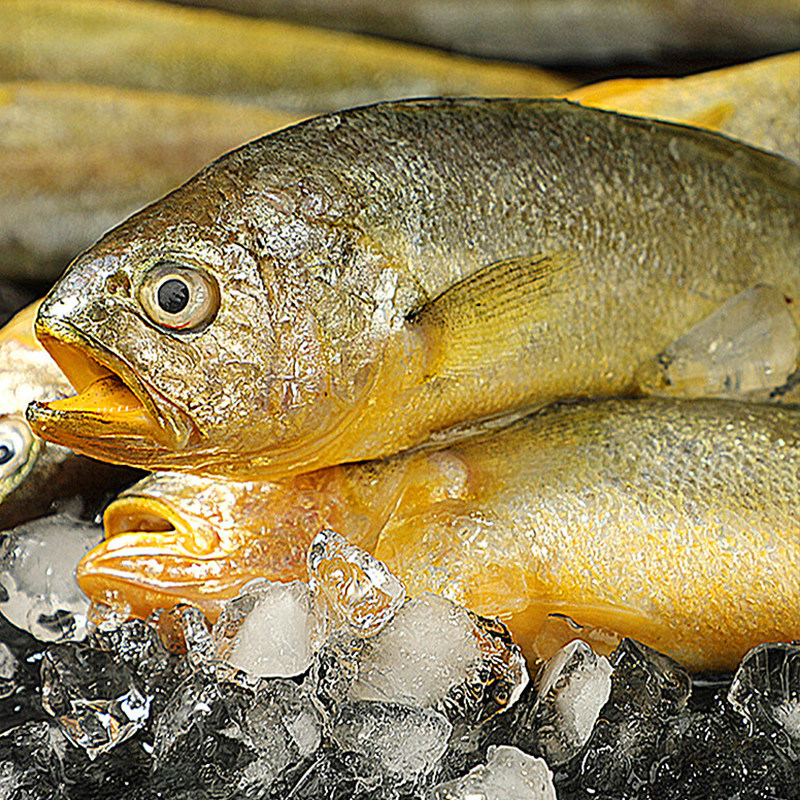 冰鲜大黄鱼鲜活冷冻缅甸黄花鱼新鲜海鱼速冻黄玉鲞海鲜水产商用,淘宝优惠券,粉丝福利购,淘宝优惠卷