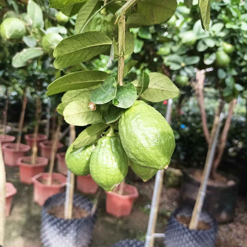 香水柠檬树苗盆栽四季绿植可食用带果清香植物花卉阳台庭院室外 - 图2