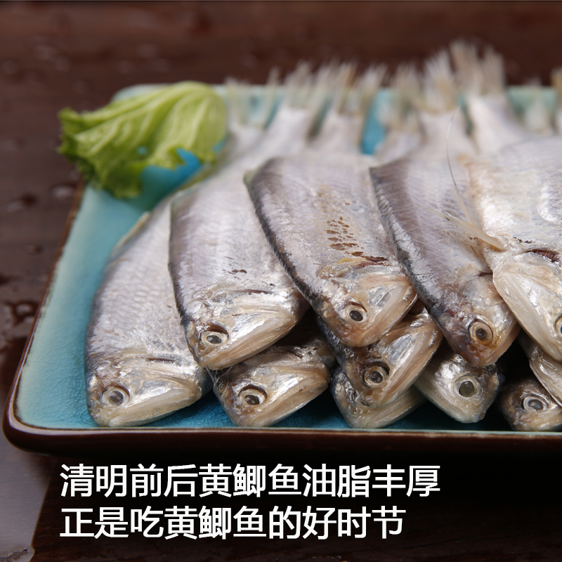 连云港赣榆新鲜黄鲫子黄鲫鱼油炸黄尖鱼烤子鱼海鲜特产油扣鱼簿鲫 - 图0