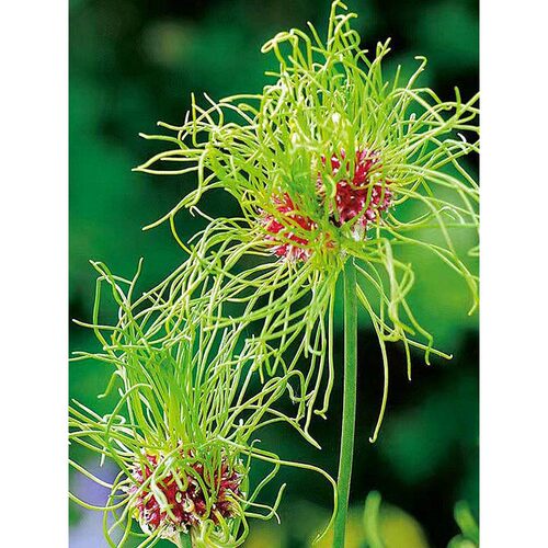 小花花花球精花小葱矮致“的棒“细  像棒糖生款”茎纤会开” - 图1