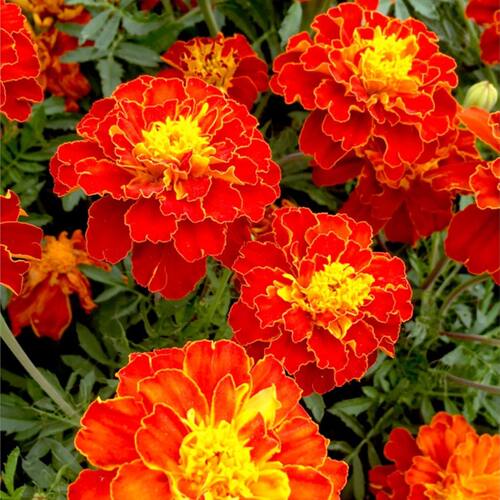 「花园里的红色宣言」火红孔雀草饱满如孔雀开屏 寓意爽朗与自信 - 图3