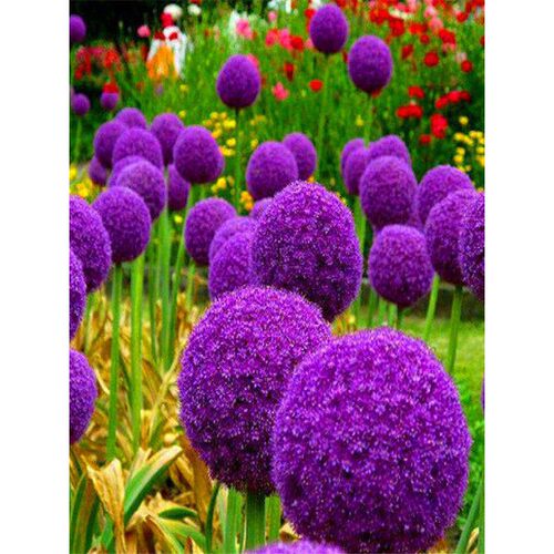 小花花花球精花小葱矮致“的棒“细  像棒糖生款”茎纤会开” - 图3