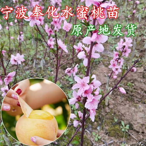 宁波奉化玉露水蜜桃树苗盆栽锦绣黄桃黄金蟠桃结果苗湖景蜜露桃苗 - 图2