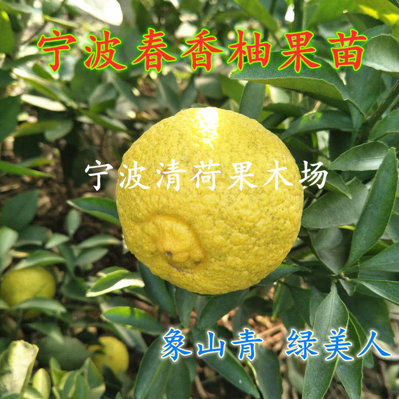 带果带土黄金贡柑苗 春香柚果树苗 盆栽象山青柚子苗果冻橙柑橘苗,淘宝优惠券,粉丝福利购,淘宝优惠卷