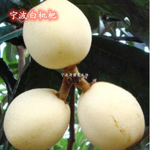 宁波宁海白枇杷果树苗盆栽白玉白沙枇杷结果苗地栽大五星枇杷树苗 - 图0