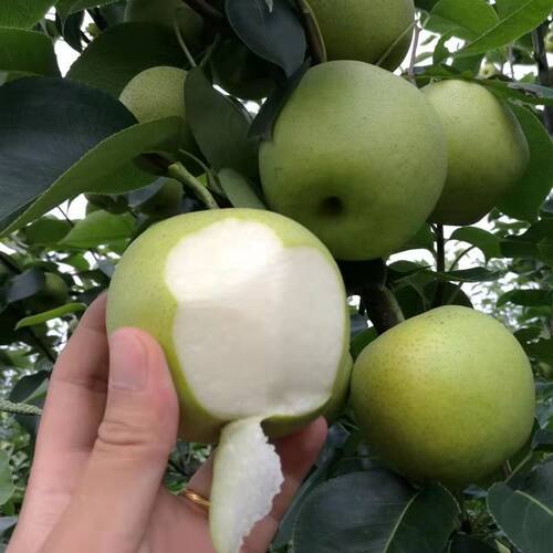 宁波翠玉梨苗518 翠冠梨82盆栽翡翠梨结果苗庭院地栽黄花蜜梨树苗 - 图1