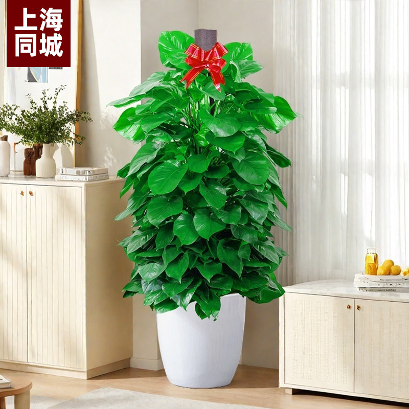 大型绿萝绿箩柱客厅落地盆栽绿植室内办公室家养植物开业乔迁上海,淘宝优惠券,粉丝福利购,淘宝优惠卷