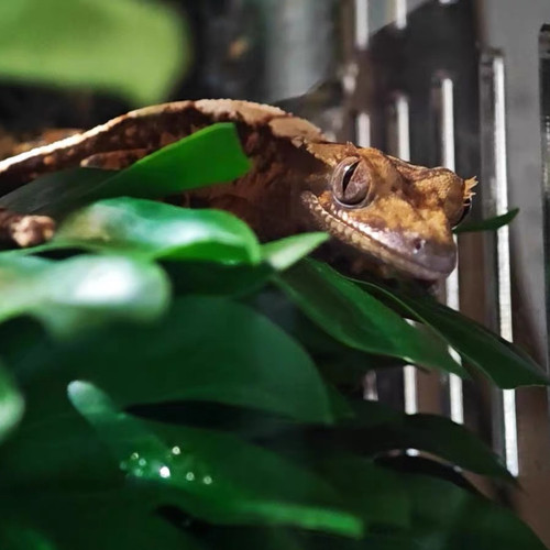 北京实体睫角守宫睫角活体莉莉白盖勾亚守宫雨林造景爬宠可上门挑 - 图3