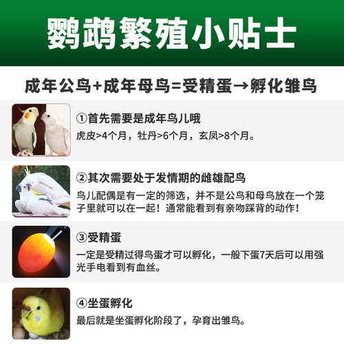 鹦鹉鸟用多效繁殖油促进种鸟芦丁鸡种鸽交配生育酚营养保健品非药 - 图3