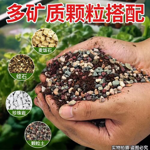 多肉专用颗粒土仙人球专用多肉颗粒土70营养土多肉植物花土铺面石 - 图0