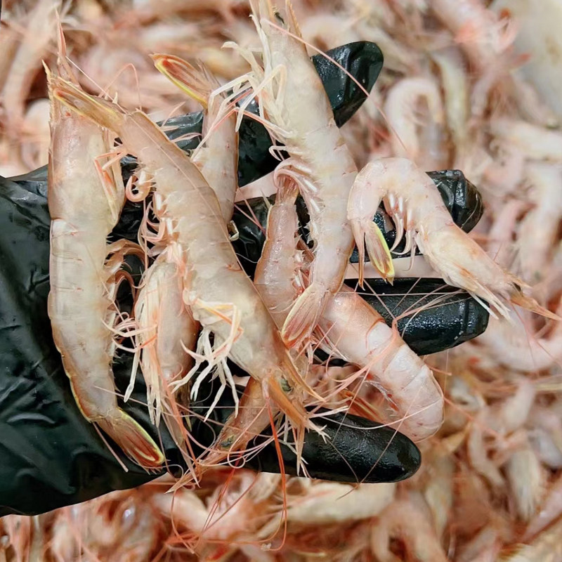 大连纯野生小海虾灯笼红新鲜速冻鹰爪虾大连湾虾原浆