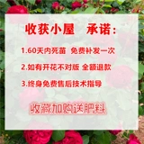 1 метр 6 розовые цветочные цветы скалолаза