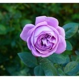 Микро -синие, синие цветы и насыщенные саженцы для цветов розы.